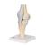 Модель коленного сустава в разрезе - 3B Smart Anatomy, 1000180 [A89], Модели суставов, кисти и стопы человека (Small)