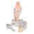 Gelenkschnitt-Modell des Knies, 3-teilig - 3B Smart Anatomy, 1000180 [A89], Gelenkmodelle (Small)