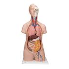 Classic Unisex Human Torso Model, 12 part - 3B Smart Anatomy, 1000186 [B09], Human Torso Models