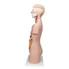 Classic Unisex Human Torso Model, 12 part, 1000186 [B09], Human Torso Models (Small)