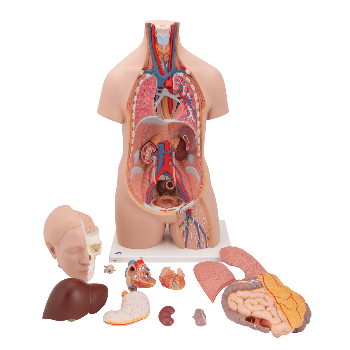 Modelo educativo 85CM Torso humano Cuerpo Modelo Anatomía Anatomía Órganos  internos Modelos Desmontable Sistema de anatomía muscular 29 piezas para la