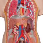 Standard Torso Modell, geschlechtsneutral, 12-teilig, 1000186 [B09], Torsomodelle (Small)
