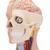 Classic Unisex Human Torso Model, 12 part - 3B Smart Anatomy, 1000186 [B09], Human Torso Models (Small)