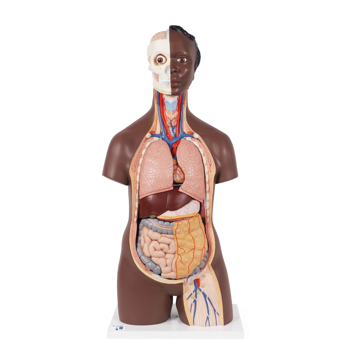 Standard Torso Modell, geschlechtsneutral, 12-teilig, dunkle Hautfarbe ...