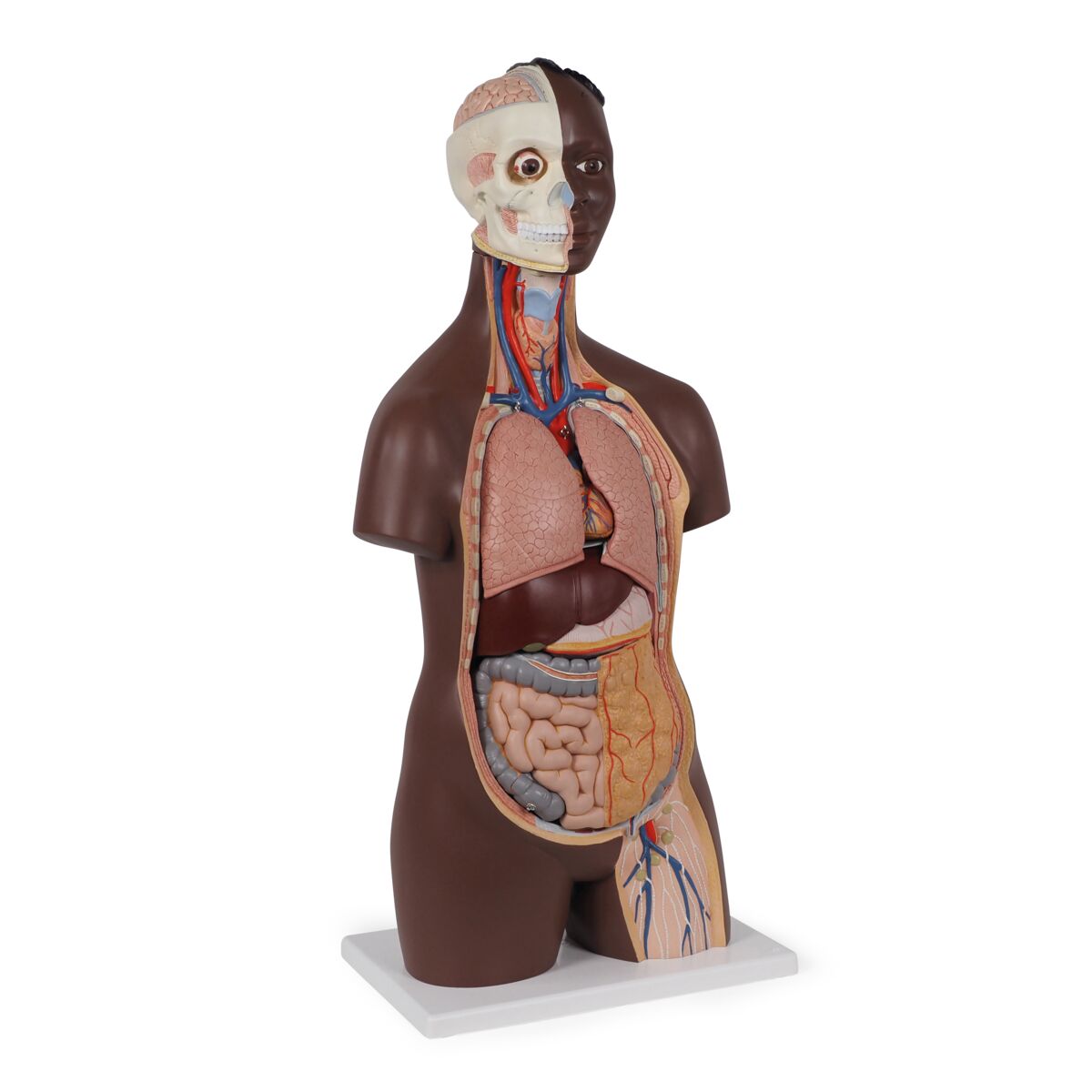 Standard Torso Modell, geschlechtsneutral, 12-teilig, dunkle Hautfarbe ...