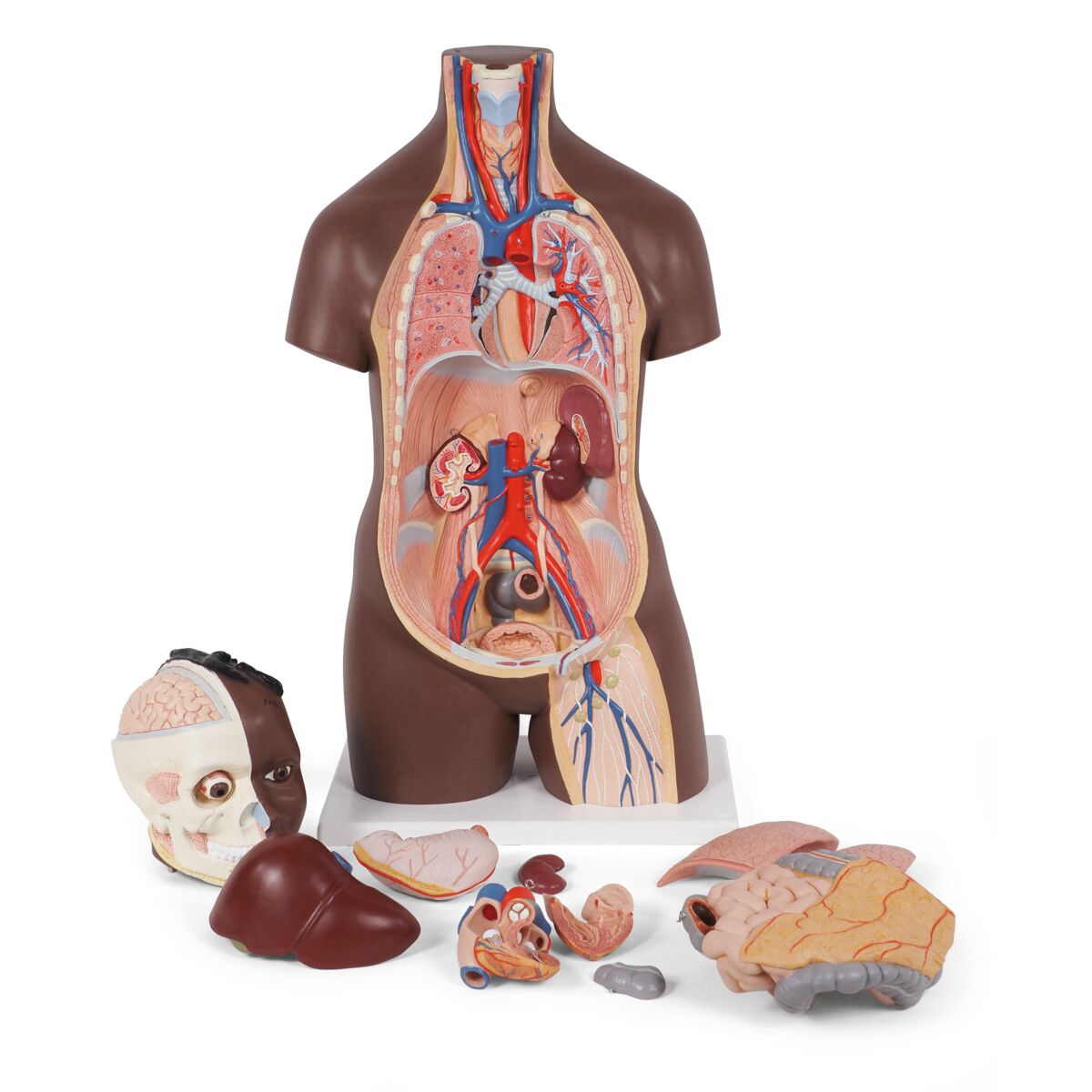 Standard Torso Modell, geschlechtsneutral, 12-teilig, dunkle Hautfarbe ...
