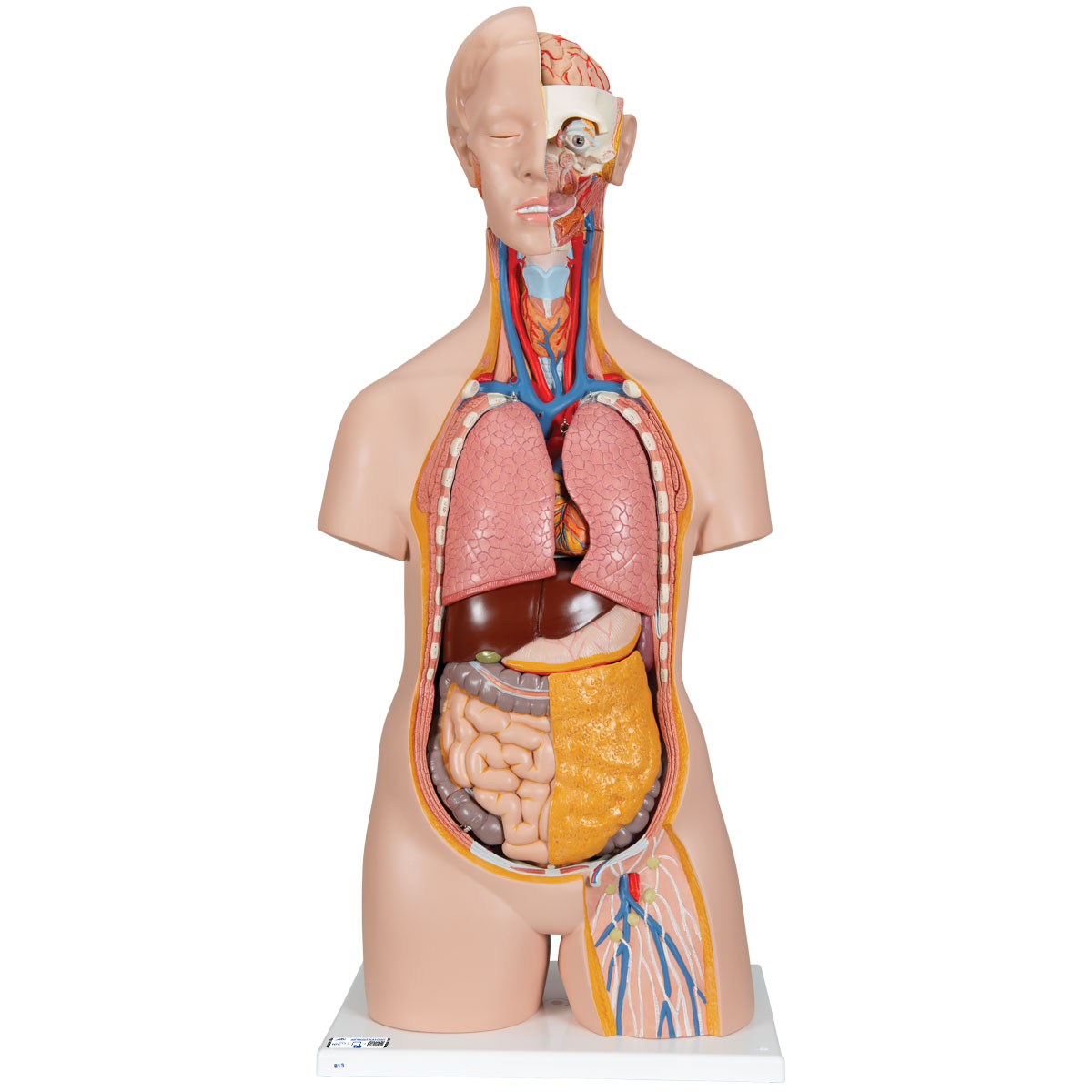 Klassik Torso Model, geschlechtsneutral, 14-teilig | 1000190 | B13 ...