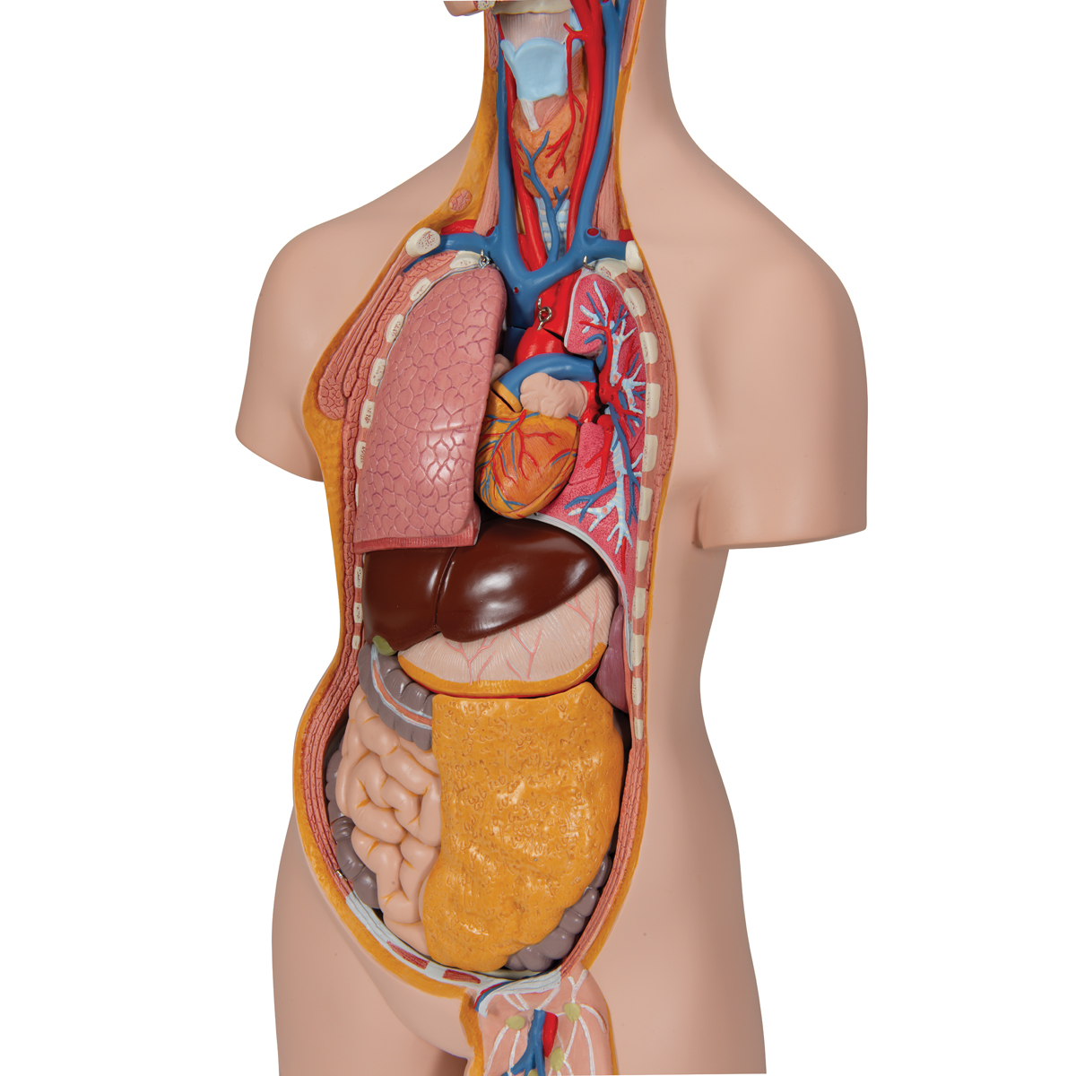 Klassik Torso Model, geschlechtsneutral, 14-teilig | 1000190 | B13 ...