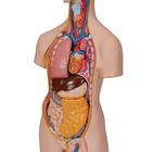 Classic Unisex Human Torso Model, 14 part, 1000190 [B13], Human Torso Models (Small)
