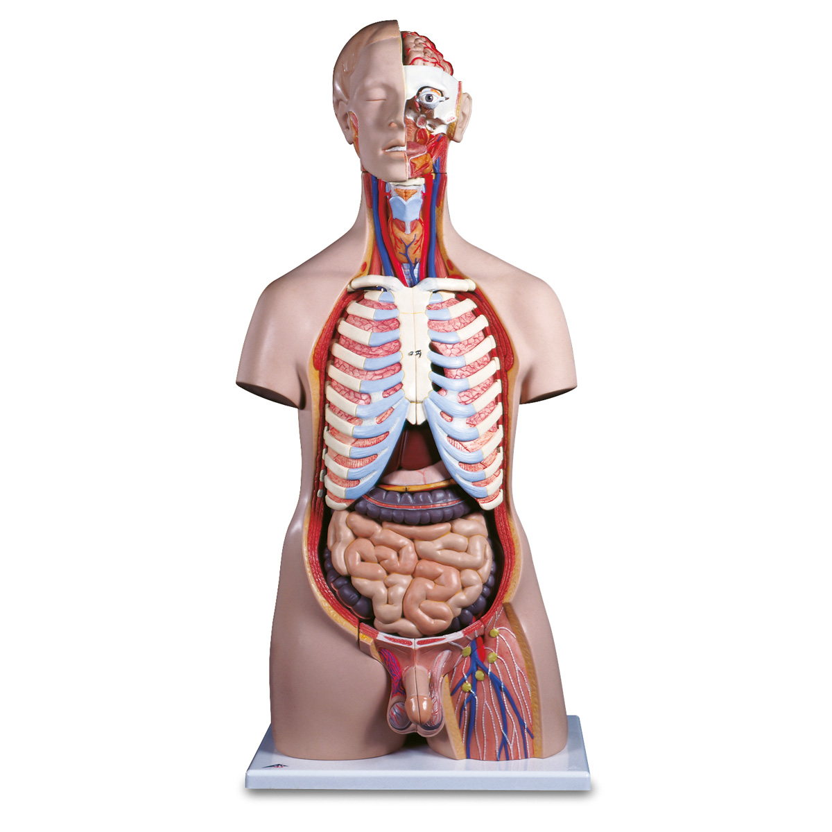 Скелет с внутренними органами. Модель торса анатомическая. Макет организма человека.
