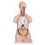 Klassik Torso Modell, geschlechtslos mit geöffnetem Rücken, 21-teilig - 3B Smart Anatomy, 1000192 [B17], Torsomodelle (Small)