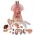 Модель торса человека, двуполая, с открытой спиной, 21 часть - 3B Smart Anatomy, 1000192 [B17], Модели торса человека (Small)