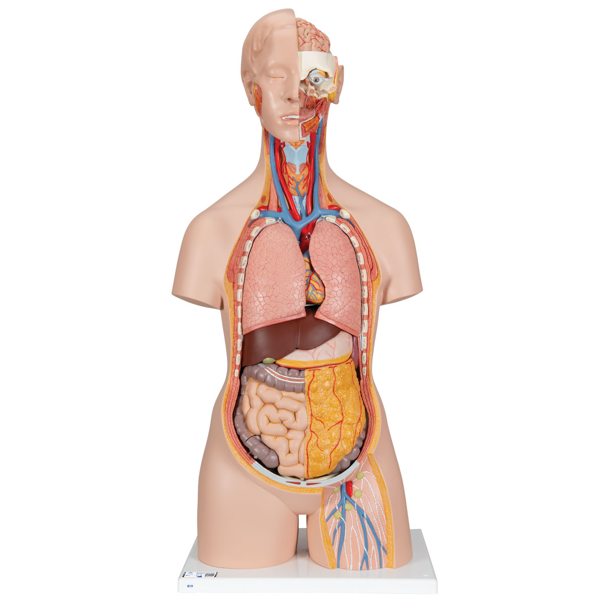 Anatomical Breast Model - Human Organization Anatomy Model - Woman