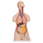 Torso clásico con espalda abierta, 18 partes - 3B Smart Anatomy, 1000193 [B19], Modelos de Torsos Humanos