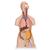 Classic Unisex Human Torso Model with Opened Neck and Back, 18 part - 3B Smart Anatomy, 1000193 [B19], Human Torso Models (Small)