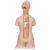 Classic Unisex Human Torso Model with Opened Neck and Back, 18 part - 3B Smart Anatomy, 1000193 [B19], Human Torso Models (Small)