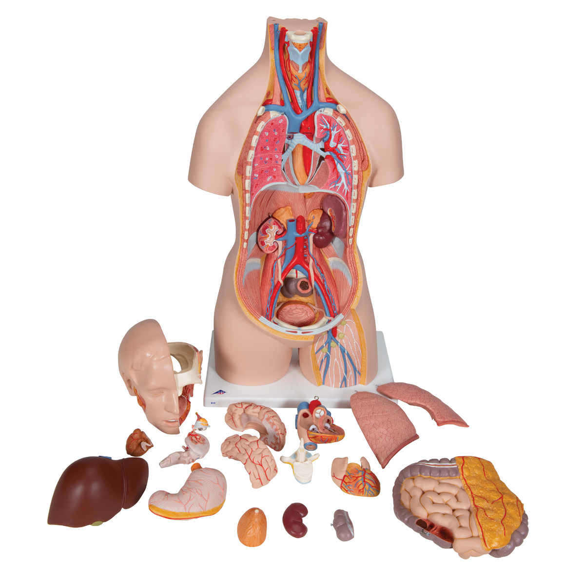 Human Torso Anatomy Organs