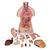 Модель торса человека, бесполая, с открытыми шеей и спиной, 18 частей - 3B Smart Anatomy, 1000193 [B19], Модели торса человека (Small)