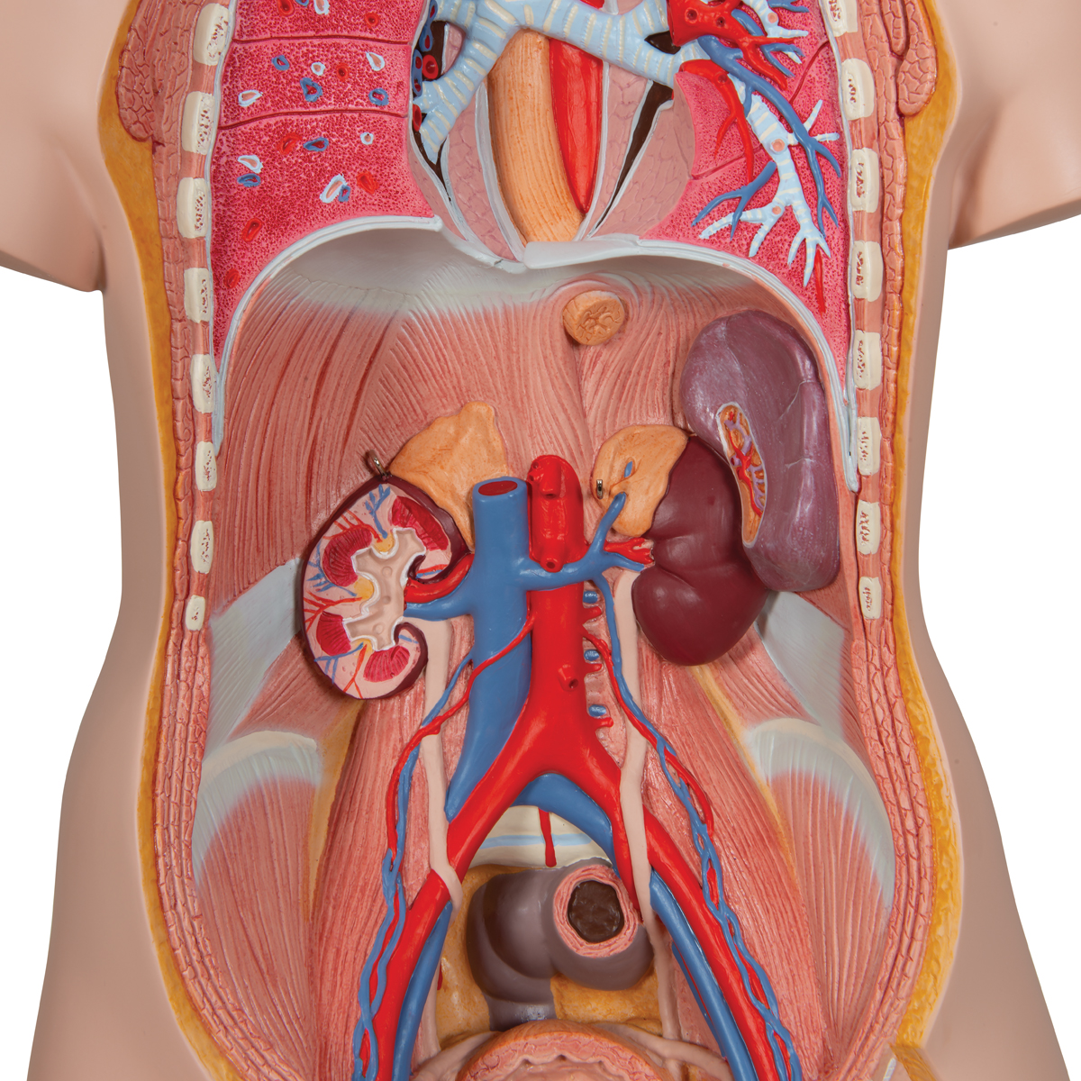 Modelo de cuerpo de torso humano Anatomía Órganos internos médicos  anatómicos para enseñar Modelo educativo desmontable de ciencia médica Nuevo