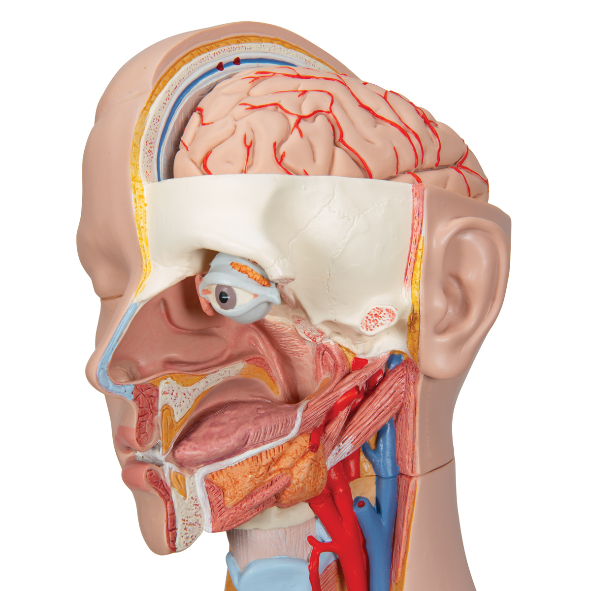 Anatomía del cuerpo del torso desmontable, modelo de anatomía del sistema  visceral 3D educativo para demostración del estudiante en Adultos Yotijar  Anatomía del cuerpo humano