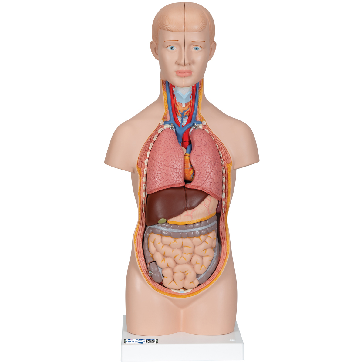Human Torso Model | Miniature Torso Model | Anatomical ...