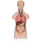 Модель торса человека, уменьшенная, 12 частей - 3B Smart Anatomy, 1000195 [B22], Модели торса человека