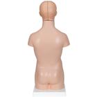 Mini Human Torso Model, 12 part, 1000195 [B22], Human Torso Models (Small)