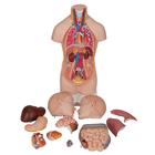 Mini Human Torso Model, 12 part, 1000195 [B22], Human Torso Models (Small)