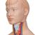 Модель торса человека, уменьшенная, 12 частей - 3B Smart Anatomy, 1000195 [B22], Модели торса человека (Small)