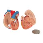 Mini Human Torso Model, 12 part, 1000195 [B22], Human Torso Models (Small)