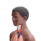 Mini Human Torso Model, 12 part, dark skin, 1024376 [B22D], Human Torso Models (Small)
