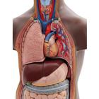 Mini Human Torso Model, 12 part, dark skin, 1024376 [B22D], Human Torso Models (Small)