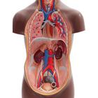 Mini Human Torso Model, 12 part, dark skin, 1024376 [B22D], Human Torso Models (Small)