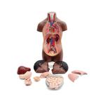 Mini Human Torso Model, 12 part, dark skin, 1024376 [B22D], Human Torso Models (Small)