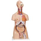 Torso de lujo de doble sexo, 24 partes - 3B Smart Anatomy, 1000196 [B30], Modelos de Torsos Humanos