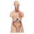 Luxus Torso Modell, mit weiblichen & männlichen Geschlechtsorganen, 24-teilig - 3B Smart Anatomy, 1000196 [B30], Torsomodelle (Small)