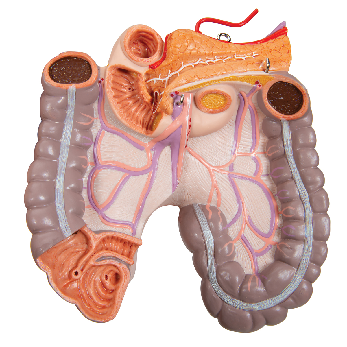 Human Torso Model | Life-Size Torso Model | Anatomical Teaching Torso ...