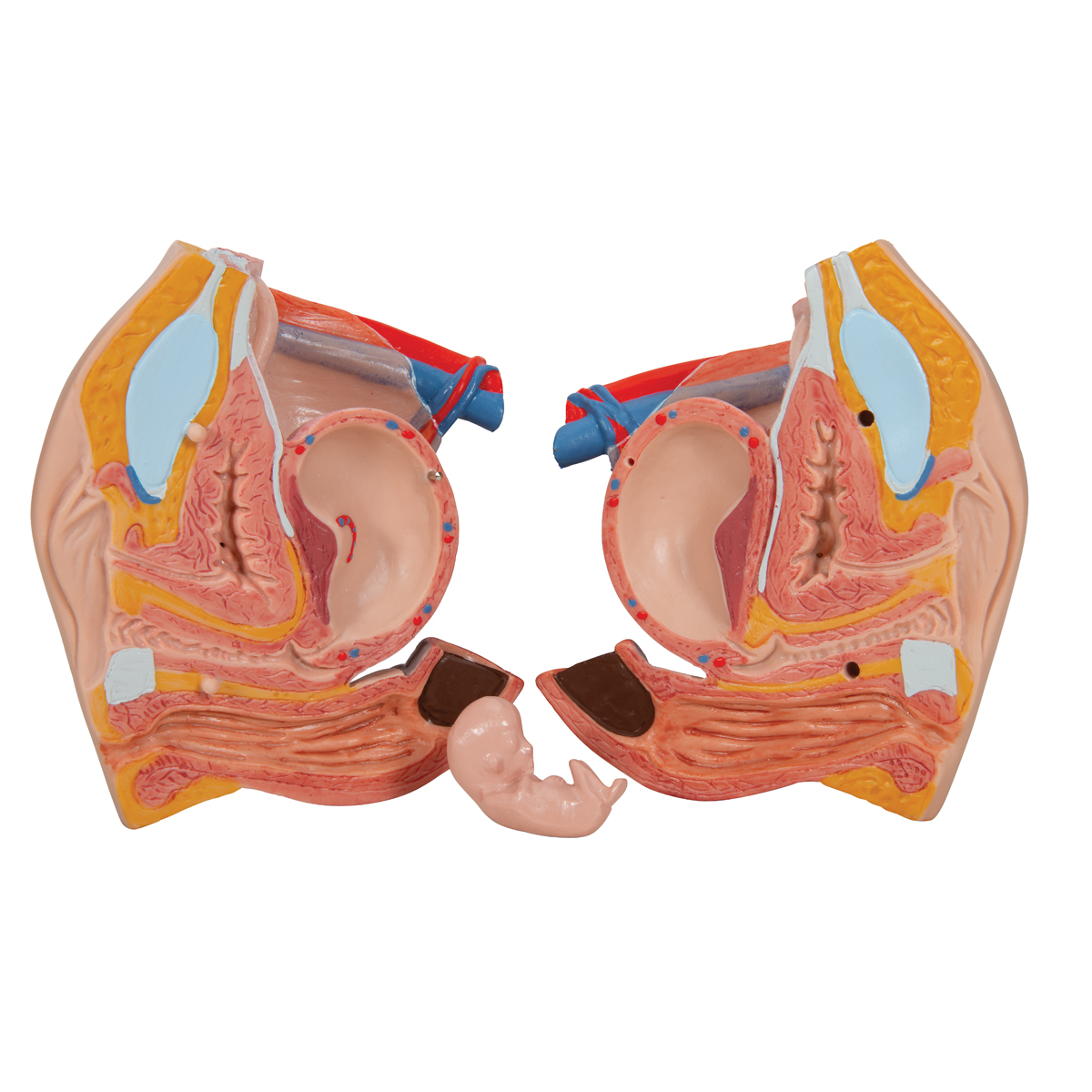 Human Torso Model | Life-Size Torso Model | Anatomical Teaching Torso ...