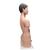 Torso japonês, masculino e feminino, em 18 partes, 1000199 [B32/4], Modelo de torso (Small)