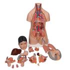 Deluxe Asian Dual Sex Human Torso Model, 18 part, 1000199 [B32/4], Human Torso Models (Small)