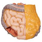 Deluxe Asian Dual Sex Human Torso Model, 18 part, 1000199 [B32/4], Human Torso Models (Small)