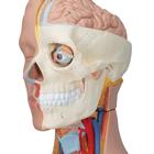 Deluxe Dual Sex Human Torso Model, 20 part, 1000197 [B32], Human Torso Models (Small)