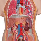 Deluxe Dual Sex Human Torso Model, 20 part, 1000197 [B32], Human Torso Models (Small)