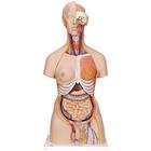 Luxus-Torso Modell, mit weiblichen & männlichen Geschlechtsorganen und mit geöffnetem Rücken, 28-teilig - 3B Smart Anatomy, 1000200 [B35], Torsomodelle