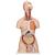 Deluxe Dual Sex Human Torso Model with Opened Back, 28 part - 3B Smart Anatomy, 1000200 [B35], Human Torso Models (Small)