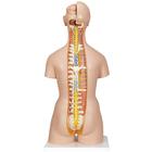 Deluxe Dual Sex Human Torso Model with Opened Back, 28 part, 1000200 [B35], Human Torso Models (Small)
