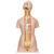 Torso de luxo, masculino e feminino, com o dorso aberto, em 28 partes, 1000200 [B35], Modelo de torso (Small)