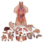 Deluxe Dual Sex Human Torso Model with Opened Back, 28 part, 1000200 [B35], Human Torso Models (Small)