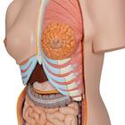 Deluxe Dual Sex Human Torso Model with Opened Back, 28 part, 1000200 [B35], Human Torso Models (Small)