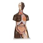 Модель торса человека торса, негроидного типа, двуполая, 24 части - 3B Smart Anatomy, 1000202 [B37], Модели торса человека